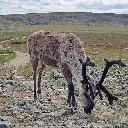 Lapland Old School *